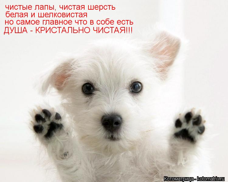 Котоматрица: чистые лапы, чистая шерсть белая и шелковистая но самое главное что в собе есть ДУША - КРИСТАЛЬНО ЧИСТАЯ!!!