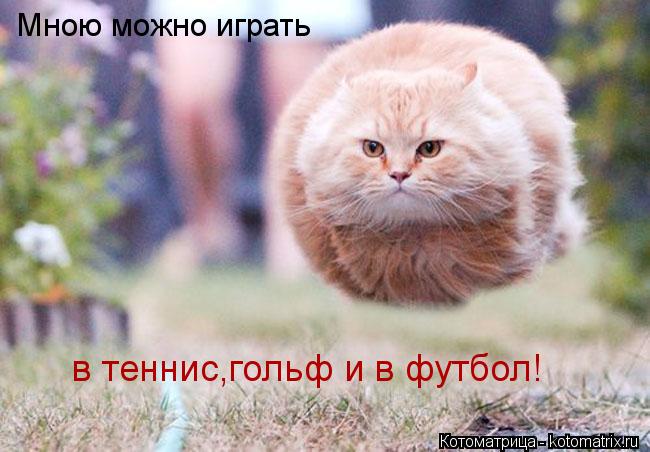 Котоматрица: Мною можно играть в теннис,гольф и в футбол!