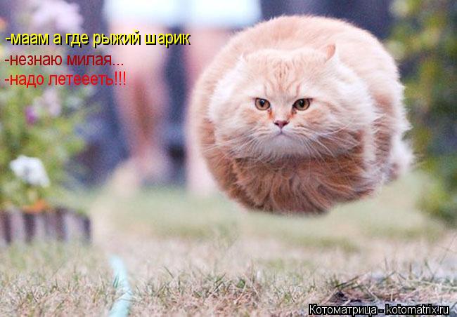 Котоматрица: -маам а где рыжий шарик -незнаю милая... -надо летеееть!!!
