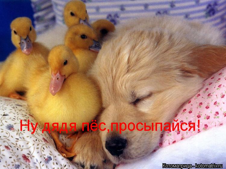 Ну дядя пёс,просыпайся!... Котоматрица: Ну дядя пёс,просыпайся!