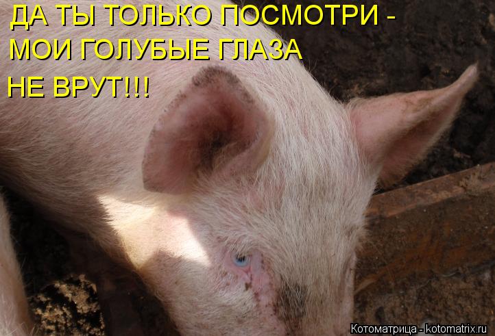 Котоматрица: ДА ТЫ ТОЛЬКО ПОСМОТРИ -  МОИ ГОЛУБЫЕ ГЛАЗА  НЕ ВРУТ!!!