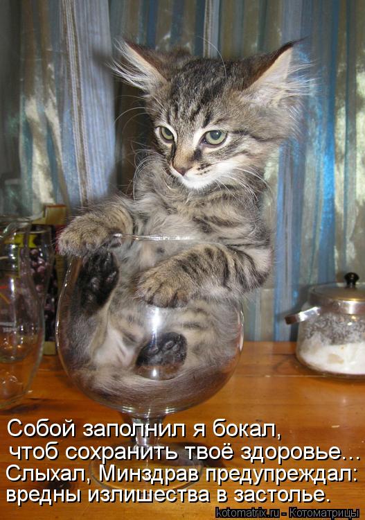 Котоматрица: чтоб сохранить твоё здоровье... Собой заполнил я бокал, вредны излишества в застолье. Слыхал, Минздрав предупреждал: