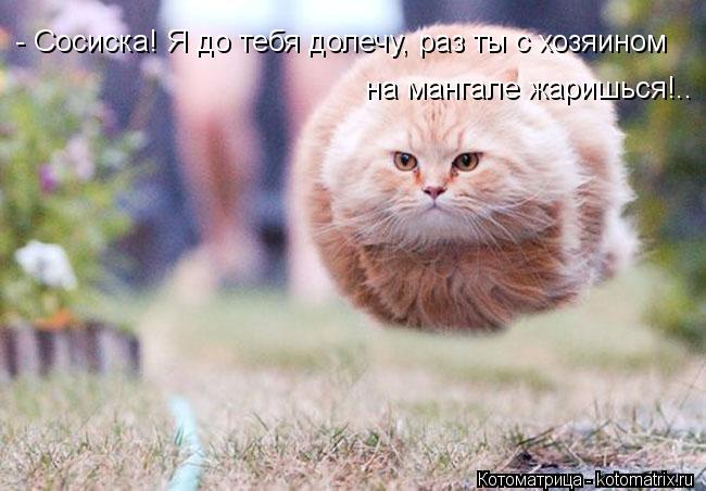 Котоматрица: - Сосиска! Я до тебя долечу, раз ты с хозяином на мангале жаришься!..