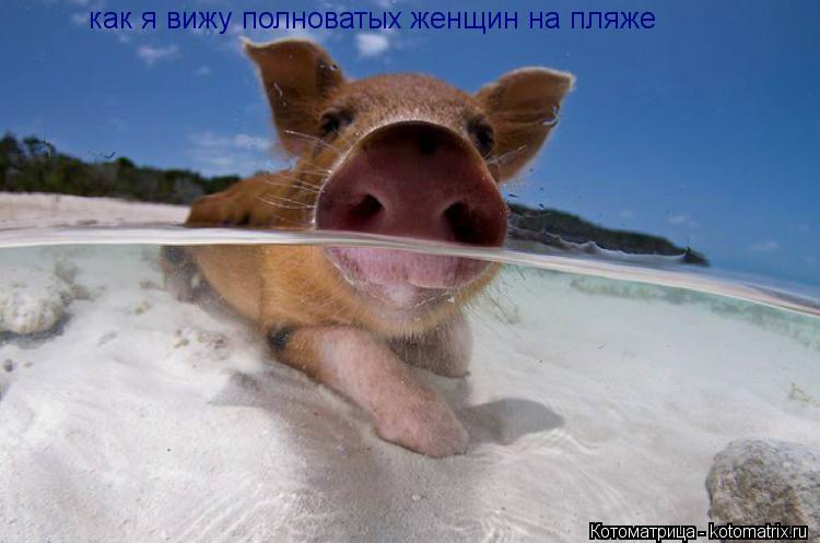 Котоматрица: как я вижу полноватых женщин на пляже