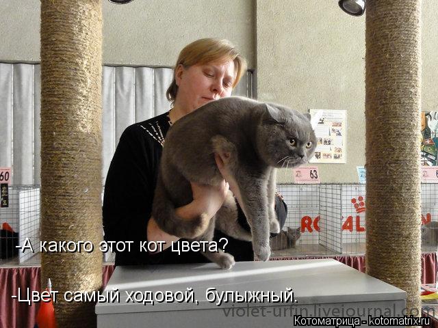 -А какого этот кот цвета? -Цвет самый ходовой, булыжный.... Котоматрица: -А какого этот кот цвета? -Цвет самый ходовой, булыжный.