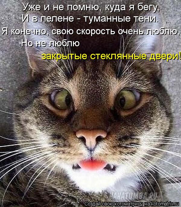 И в пелене - туманные тени. Я конечно, свою скорость очень люблю, Но не люблю закрытые стеклянные две... Котоматрица: И в пелене - туманные тени. Я конечно, свою скорость очень люблю, Но не люблю закрытые стеклянные двери! Уже и не помню, куда я бегу,