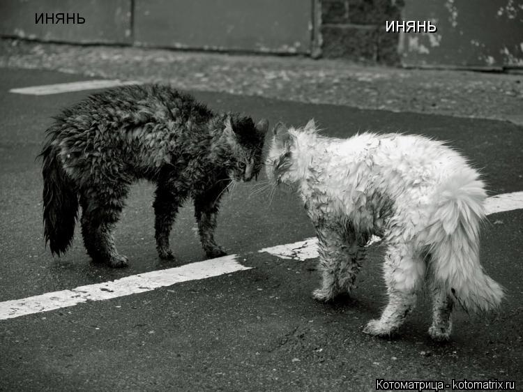 Котоматрица: инянь инянь