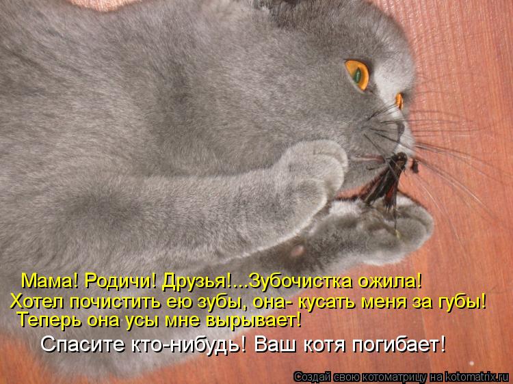 Мама! Родичи! Друзья!...Зубочистка ожила! Хотел почистить ею зубы, она- кусать меня за губы! Теперь о... Котоматрица: Мама! Родичи! Друзья!...Зубочистка ожила! Хотел почистить ею зубы, она- кусать меня за губы! Теперь она усы мне вырывает! Спасите кто-нибудь! Ва
