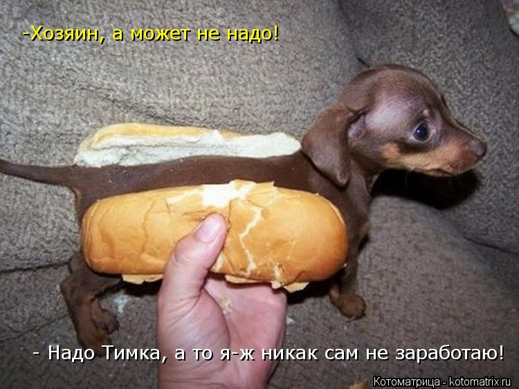 -Хозяин, а может не надо! -Хозяин, а может не надо! - Надо Тимка, а то я-ж никак сам не заработаю!... Котоматрица: -Хозяин, а может не надо! -Хозяин, а может не надо! - Надо Тимка, а то я-ж никак сам не заработаю!