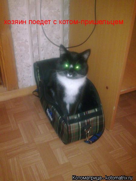 Котоматрица: хозяин поедет с котом-пришельцем