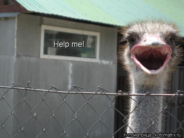 Котоматрица: Help me!