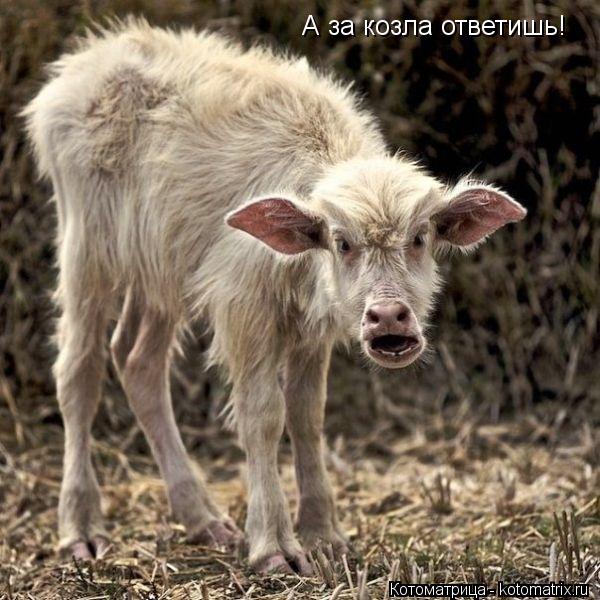 А за козла ответишь!... Котоматрица: А за козла ответишь!