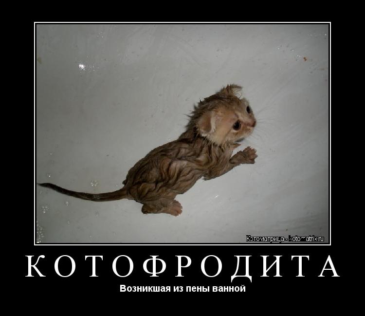 Котоматрица: Котофродита Возникшая из пены ванной