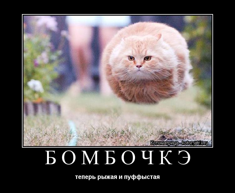 Котоматрица: БОМБОЧКЭ теперь рыжая и пуффыстая