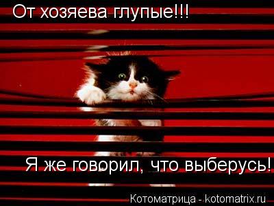Котоматрица: От хозяева глупые!!! Я же говорил, что выберусь!