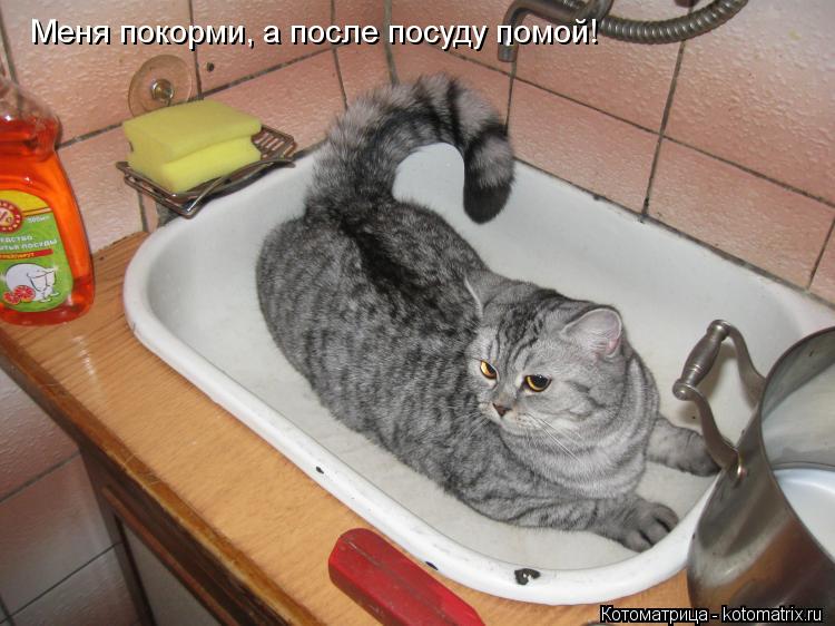 Котоматрица: Меня покорми, а после посуду помой!