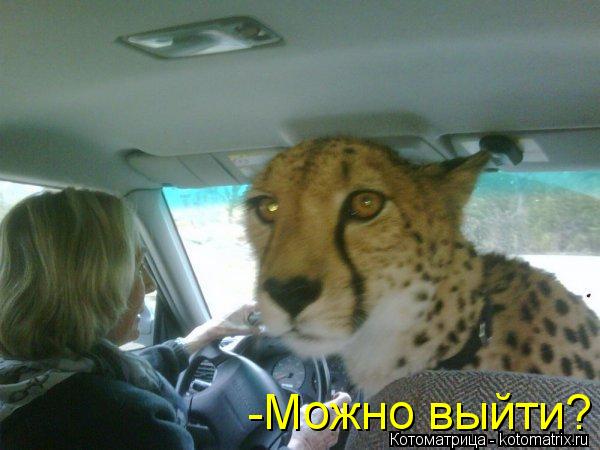 Котоматрица: -Можно выйти?