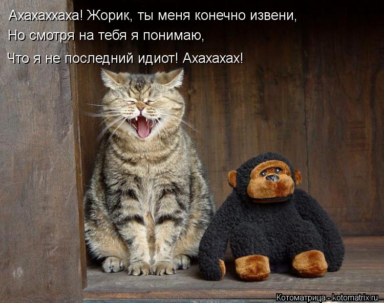 Котоматрица: Ахахаххаха! Жорик, ты меня конечно извени, Но смотря на тебя я понимаю, Что я не последний идиот! Ахахахах!