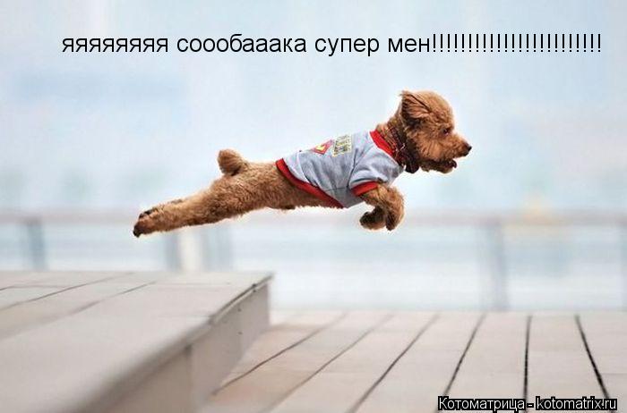 Котоматрица: яяяяяяяя соообааака супер мен!!!!!!!!!!!!!!!!!!!!!!!!