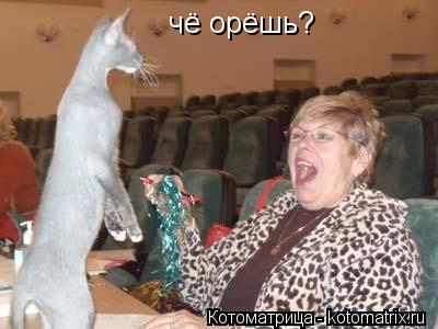 чё орёшь?... Котоматрица: чё орёшь?