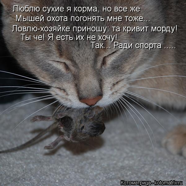 Котоматрица: Люблю сухие я корма, но все же Мышей охота погонять мне тоже... Ловлю-хозяйке приношу: та кривит морду! Ты че! Я есть их не хочу! Так... Ради спор