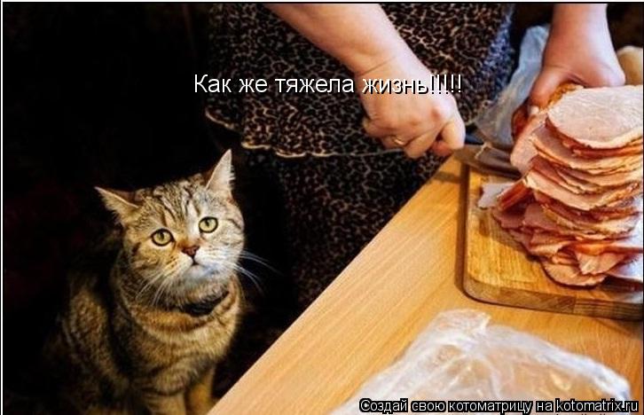 Как же тяжела жизнь!!!!!... Котоматрица: Как же тяжела жизнь!!!!!