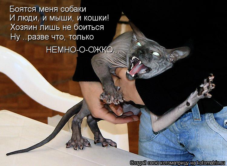 Боятся меня собаки И люди, и мыши, и кошки! Хозяин лишь не боиться Ну ..разве что, только НЕМНО-О-ОЖК... Котоматрица: Боятся меня собаки И люди, и мыши, и кошки! Хозяин лишь не боиться Ну ..разве что, только НЕМНО-О-ОЖКО...