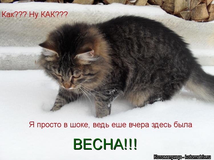 Котоматрица: Как??? Ну КАК??? Как??? Ну КАК??? Я просто в шоке, ведь еше вчера здесь была ВЕСНА!!!