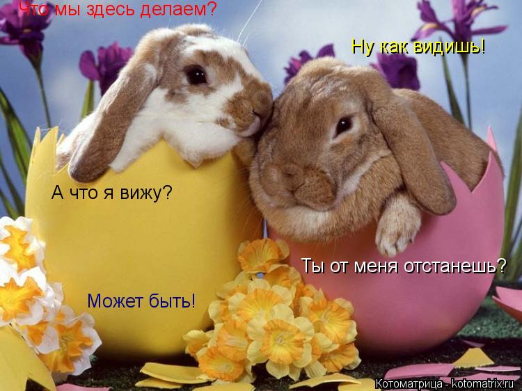 Котоматрица: Что мы здесь делаем? Ну как видишь! А что я вижу? Ты от меня отстанешь? Может быть!