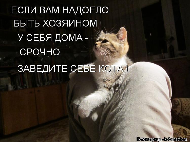 Котоматрица: ЕСЛИ ВАМ НАДОЕЛО БЫТЬ ХОЗЯИНОМ У СЕБЯ ДОМА - СРОЧНО ЗАВЕДИТЕ СЕБЕ КОТА !