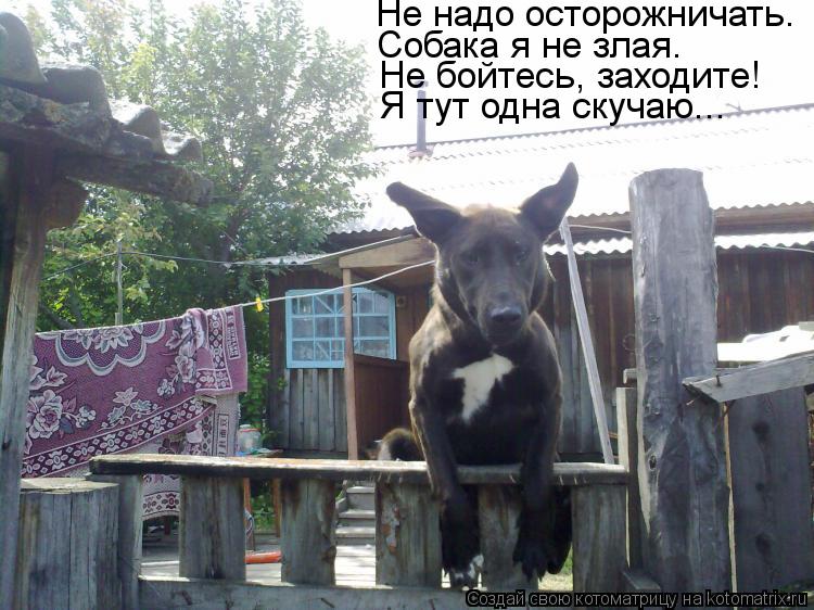 Котоматрица: Не надо осторожничать. Собака я не злая. Не бойтесь, заходите! Я тут одна скучаю...