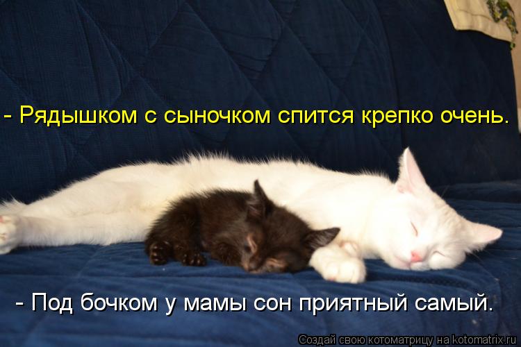 Котоматрица: - Под бочком у мамы сон приятный самый. - Рядышком с сыночком спится крепко очень.