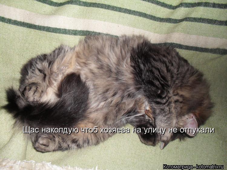 Котоматрица: Щас наколдую чтоб хозяева на улицу не отпукали