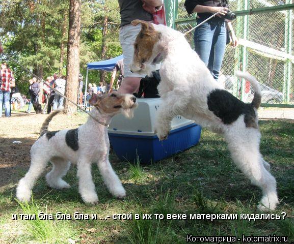 Котоматрица: и там бла бла бла и ...- стой в их то веке матерками кидались?