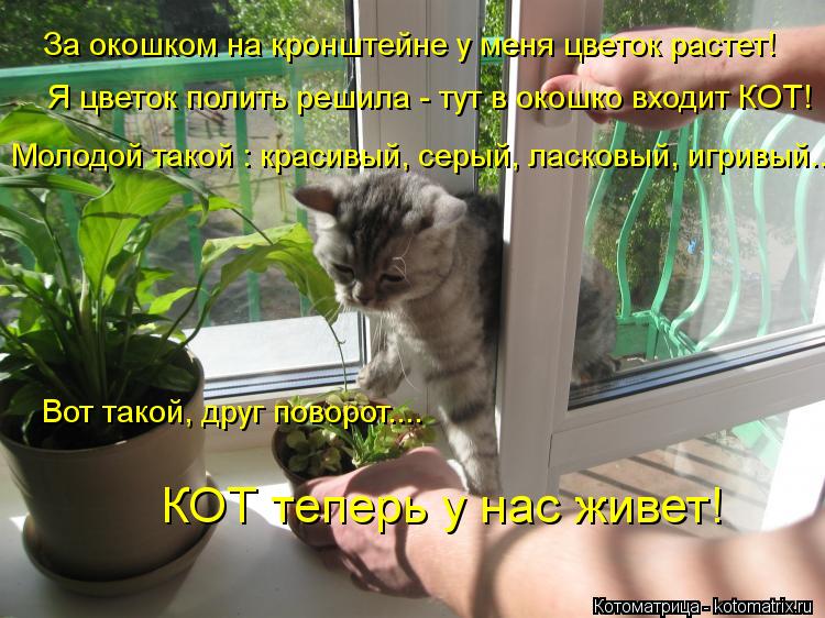 Котоматрица: За окошком на кронштейне у меня цветок растет! Я цветок полить решила - тут в окошко входит КОТ! Молодой такой : красивый, серый, ласковый, игр