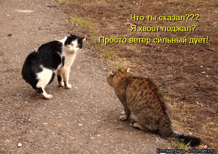 Что ты сказал??? Я хвост поджал? Просто ветер сильный дует!... Котоматрица: Что ты сказал??? Я хвост поджал? Просто ветер сильный дует!