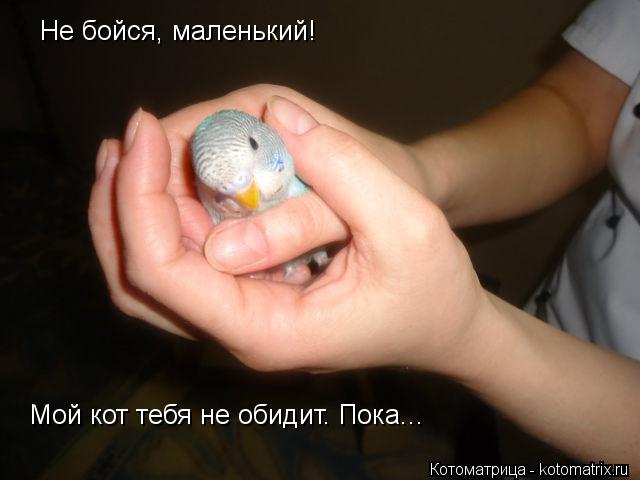 Котоматрица: Не бойся, маленький! Мой кот тебя не обидит. Пока...