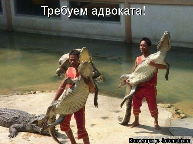 Котоматрица: Требуем адвоката!