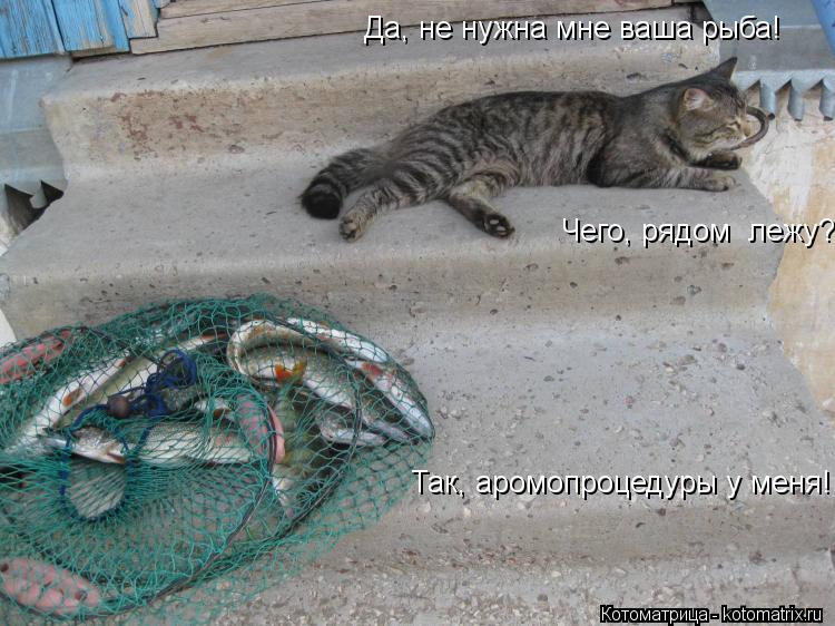 Котоматрица: Да, не нужна мне ваша рыба! Чего, рядом  лежу? Так, аромопроцедуры у меня!