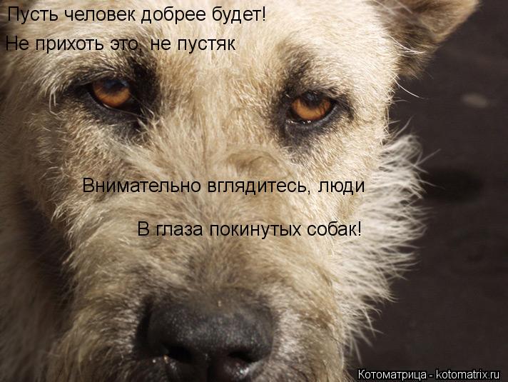 Котоматрица: Пусть человек добрее будет! Не прихоть это, не пустяк Внимательно вглядитесь, люди В глаза покинутых собак!