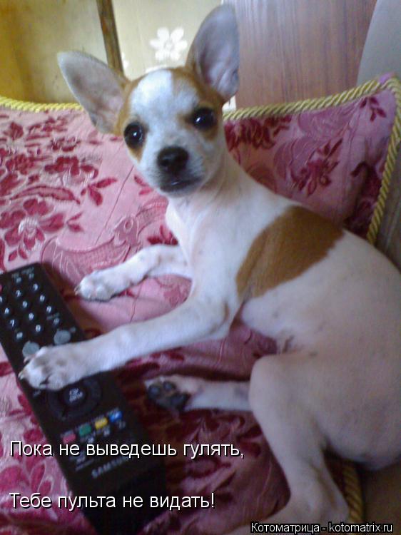 Котоматрица: Пока не выведешь гулять, Тебе пульта не видать!