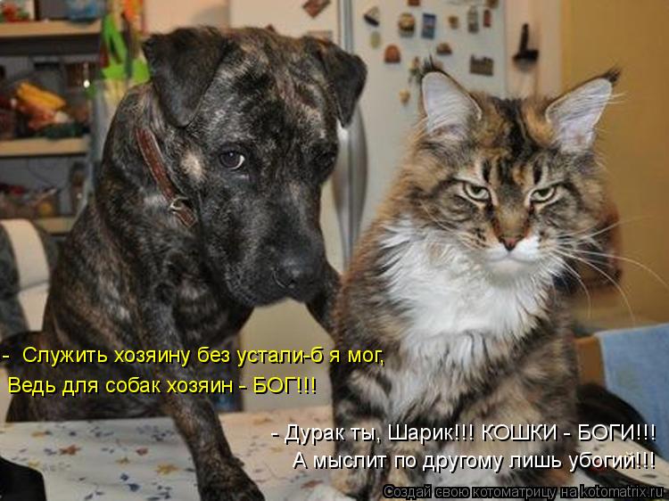 - Служить хозяину без устали-б я мог, Ведь для собак хозяин - БОГ!!! - Дурак ты, Шарик!!! КОШКИ - БО... Котоматрица: - Служить хозяину без устали-б я мог, Ведь для собак хозяин - БОГ!!! - Дурак ты, Шарик!!! КОШКИ - БОГИ!!! А мыслит по другому лишь убогий!!!