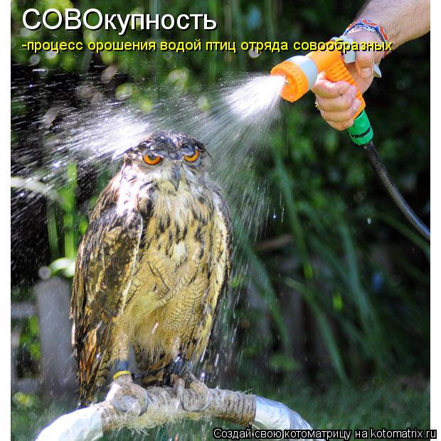 Котоматрица: СОВОкупность -процесс орошения водой птиц отряда совообразных