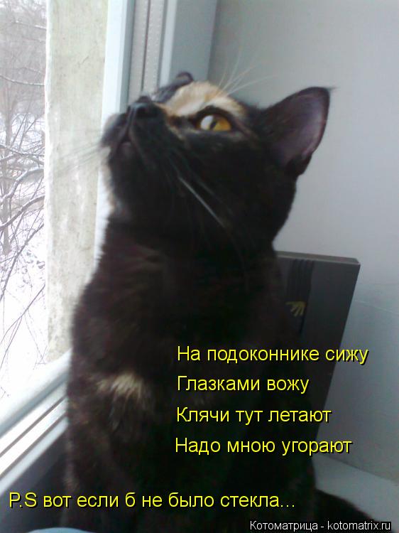 Котоматрица: На подоконнике сижу Глазками вожу Клячи тут летают Надо мною угорают P.S вот если б не было стекла...