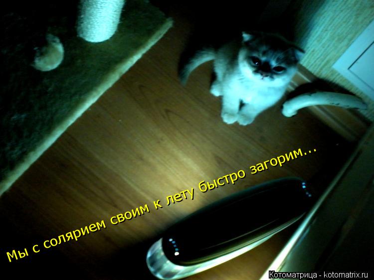 Котоматрица: Мы с солярием своим к лету быстро загорим...