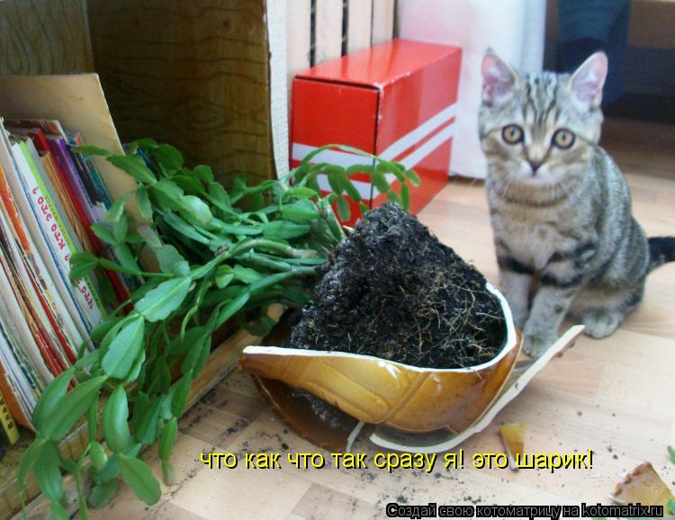 Котоматрица: что как что так сразу я! это шарик!