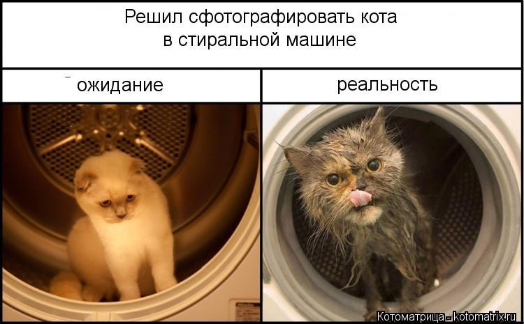 Решил сфотографировать кота в стиральной машине ожидание реальность... Котоматрица: Решил сфотографировать кота в стиральной машине ожидание реальность