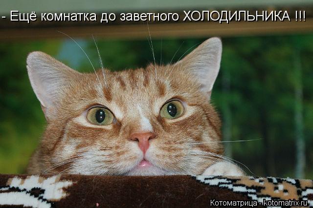 Котоматрица: - Ещё комнатка до заветного ХОЛОДИЛЬНИКА !!!