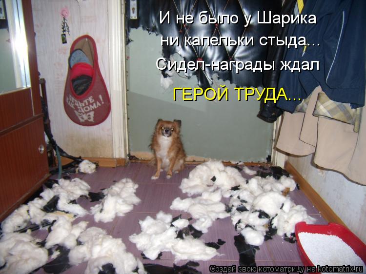 Котоматрица: И не было у Шарика  ни капельки стыда... Сидел-награды ждал ГЕРОЙ ТРУДА...