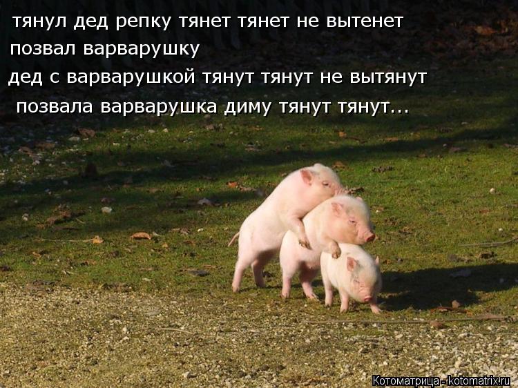 Котоматрица: тянул дед репку тянет тянет не вытенет позвал варварушку дед с варварушкой тянут тянут не вытянут позвала варварушка диму тянут тянут...